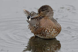 Eurasian Teal