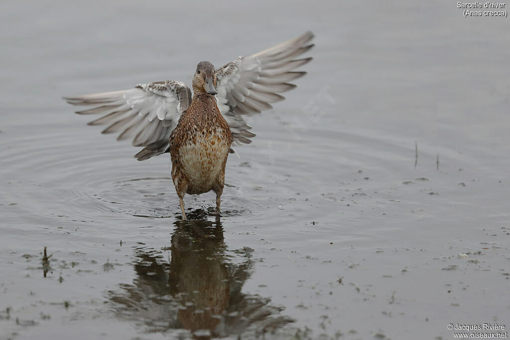 Eurasian Tealadult post breeding, identification