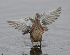 Eurasian Teal