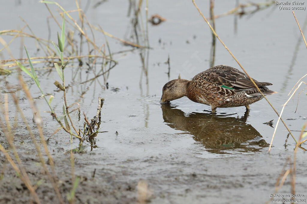 Sarcelle d'hiver femelle adulte transition, identification, mange