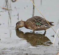 Eurasian Teal