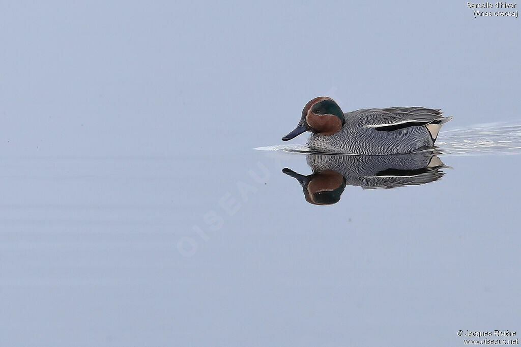 Eurasian Teal male adult breeding, identification, swimming