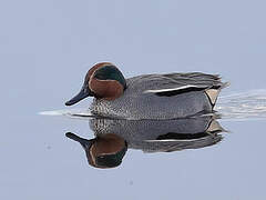 Eurasian Teal