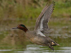 Eurasian Teal