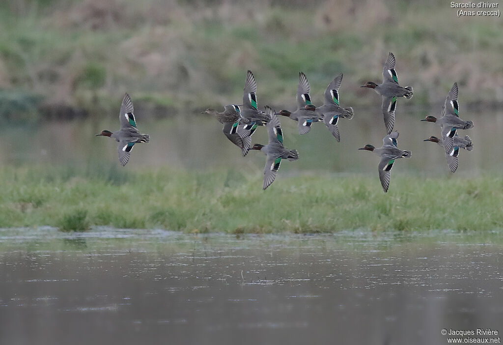 Eurasian Tealadult breeding, Flight