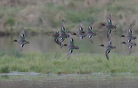 Eurasian Teal