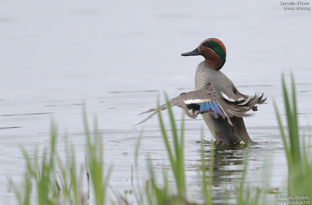 Eurasian Teal male adult breeding, identification, care, swimming