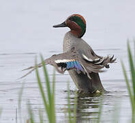 Eurasian Teal