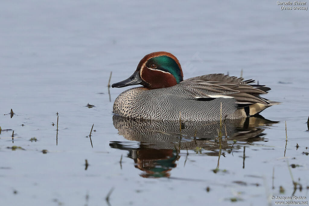 Eurasian Teal male adult breeding, identification, swimming