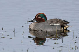 Eurasian Teal