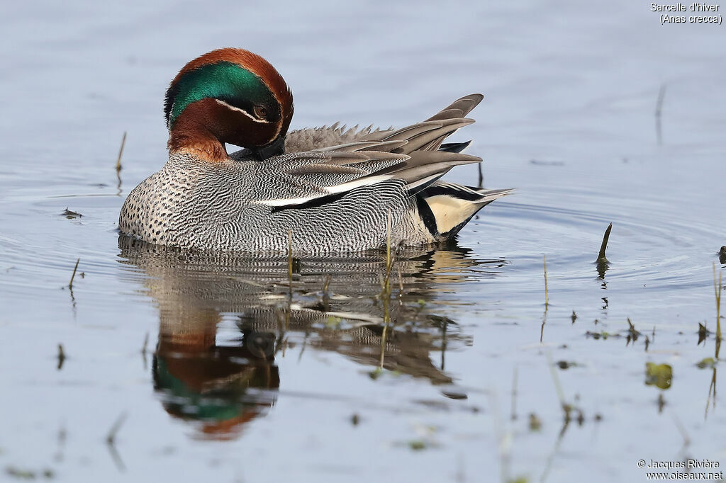 Eurasian Teal male adult breeding, identification, care