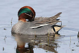 Eurasian Teal