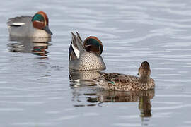 Eurasian Teal