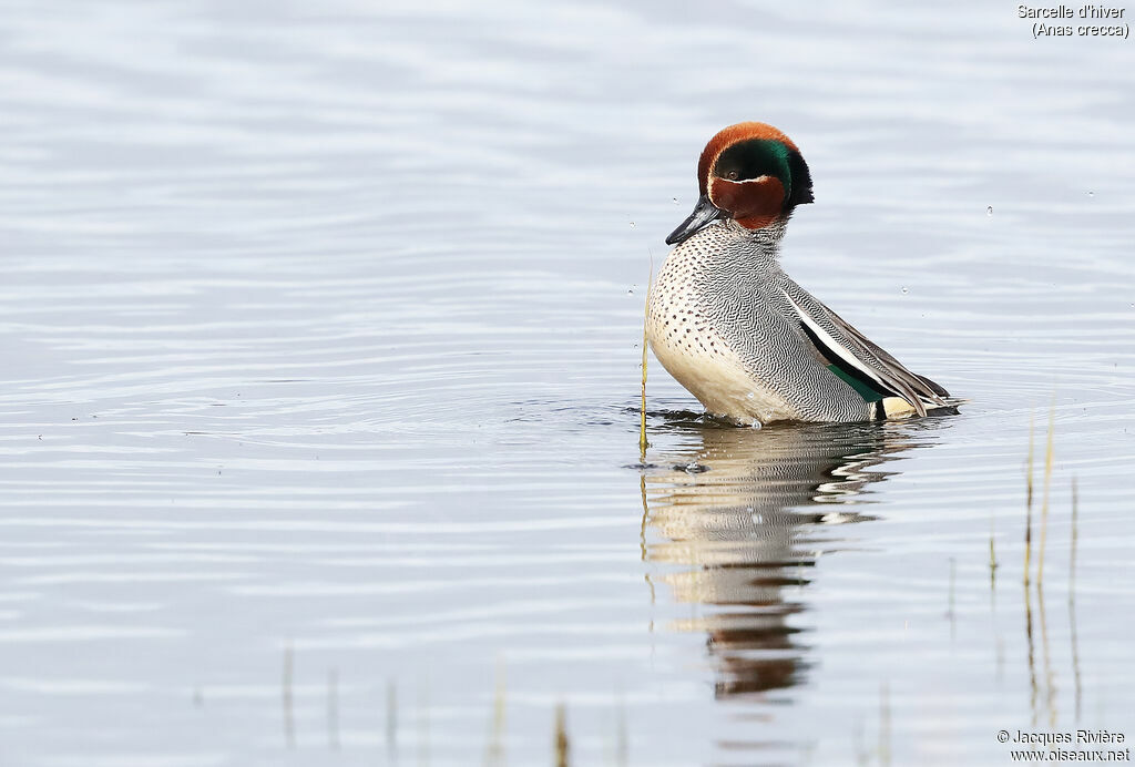 Eurasian Teal male adult breeding, identification, swimming, courting display