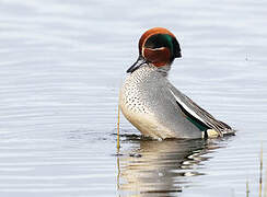 Eurasian Teal