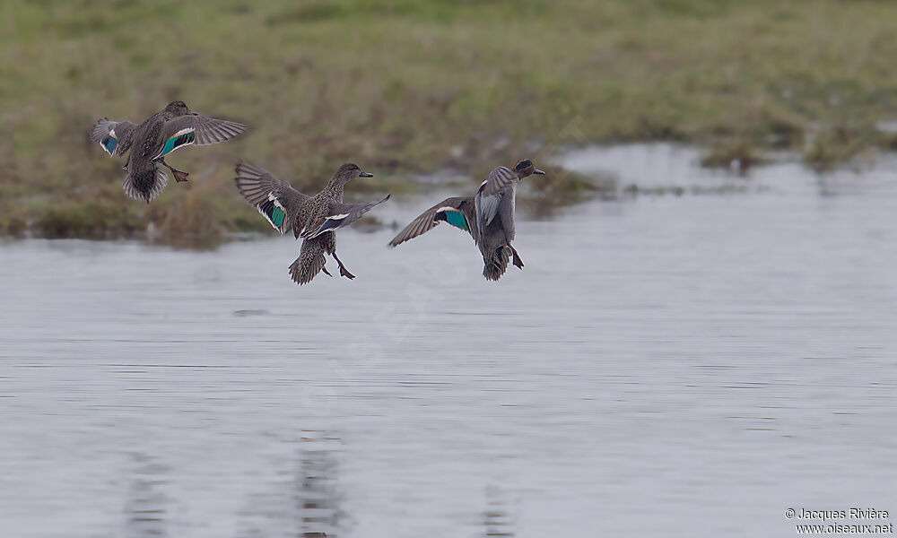 Eurasian Teal adult breeding, Flight