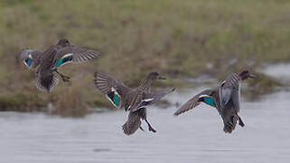 Eurasian Teal