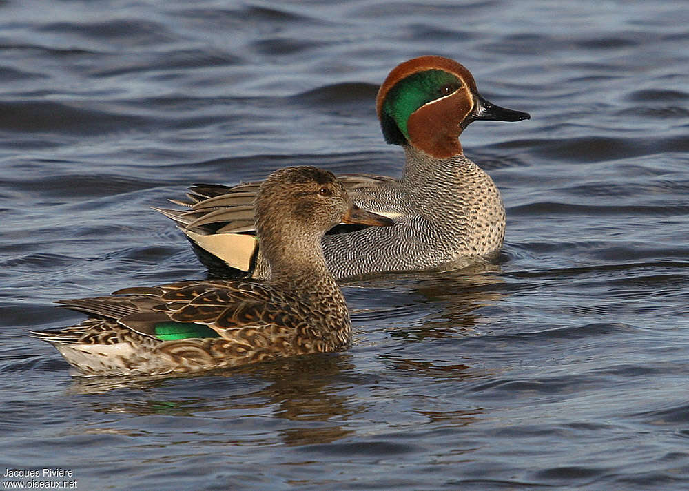 Eurasian Tealadult breeding, courting display