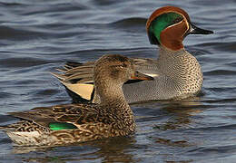 Eurasian Teal