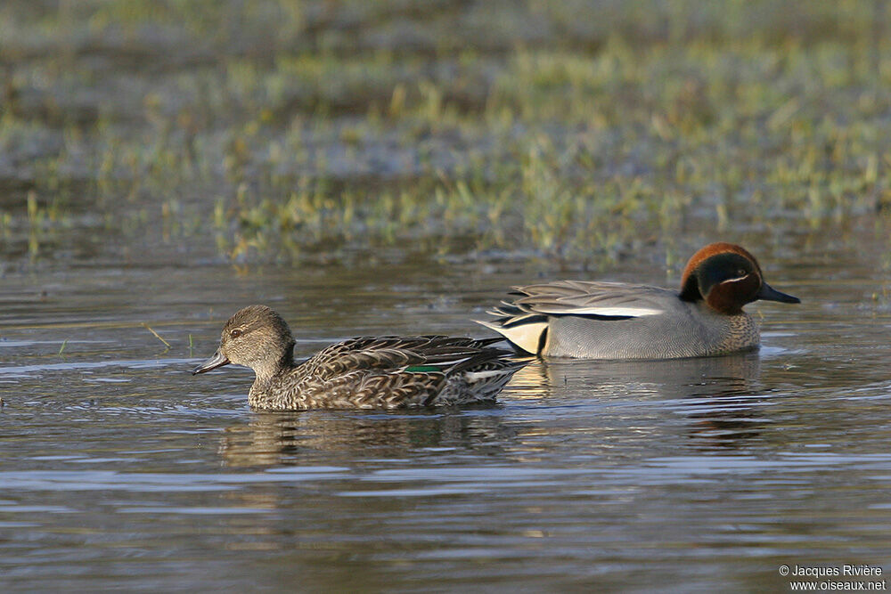 Eurasian Teal adult breeding