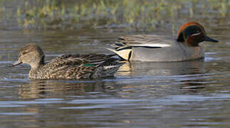 Eurasian Teal