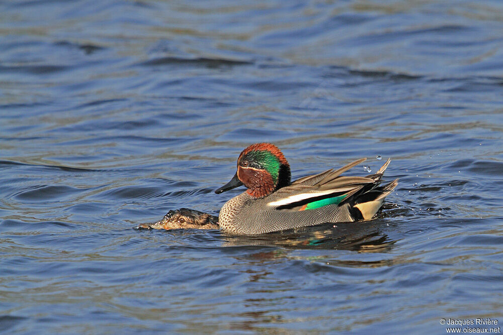 Eurasian Teal adult breeding, Behaviour