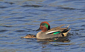 Eurasian Teal