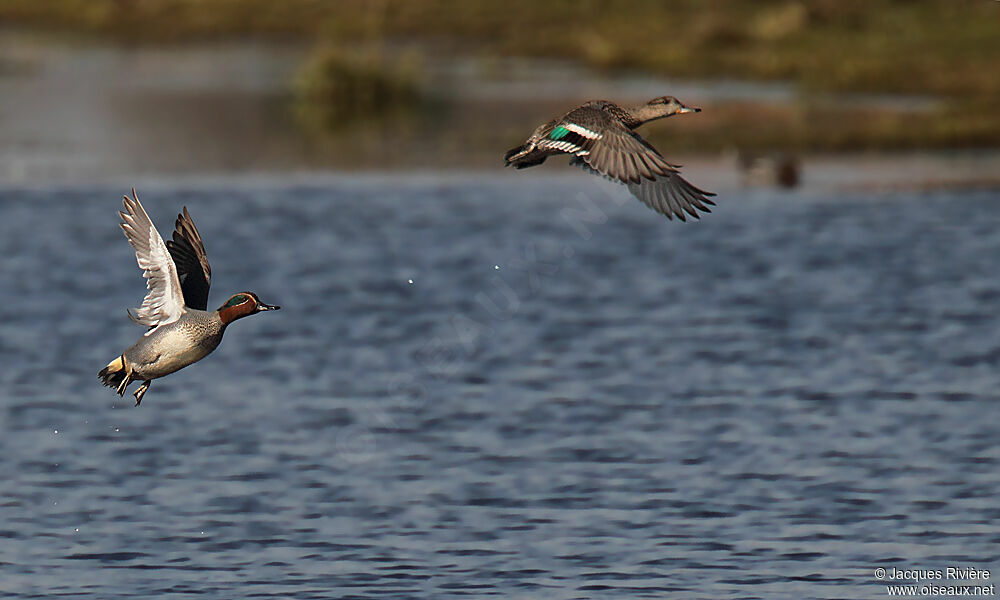 Eurasian Teal adult breeding, Flight