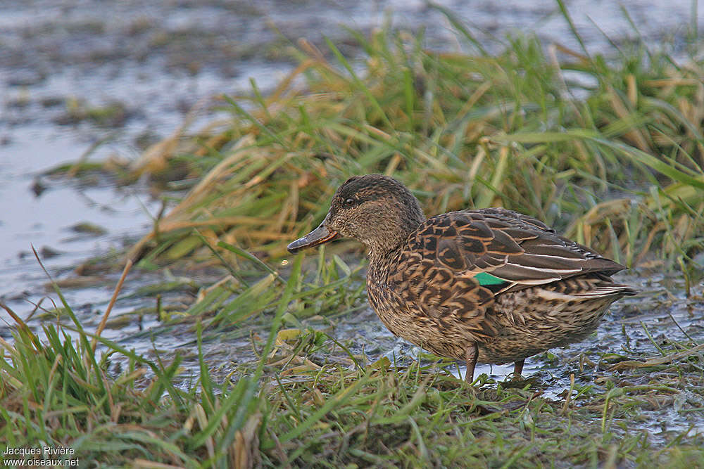 Eurasian Teal female adult breeding, identification