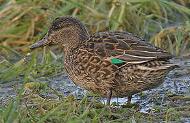 Eurasian Teal