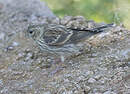 Serin cini