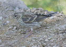 Serin cini