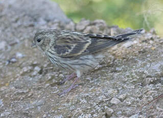 Serin cini