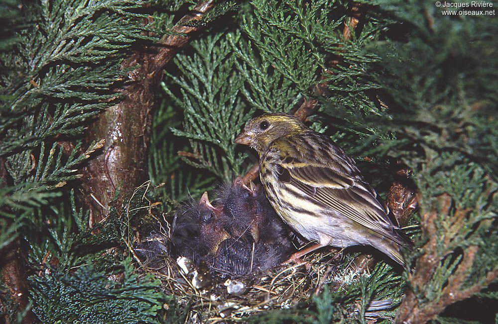 European Serin female adult breeding, Reproduction-nesting