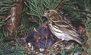 European Serin