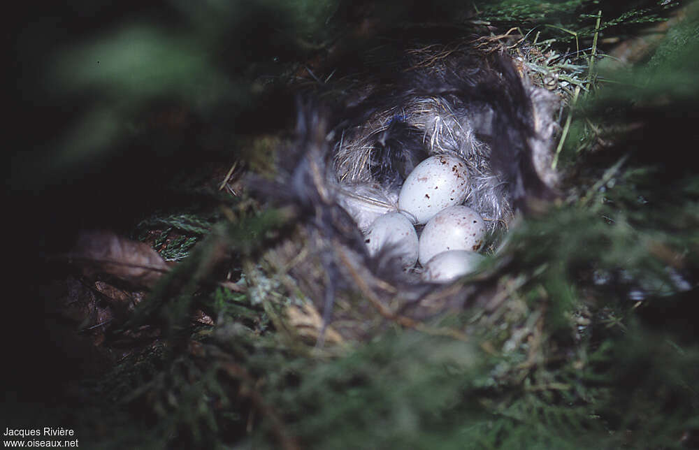 Serin cini, Nidification