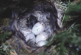 European Serin