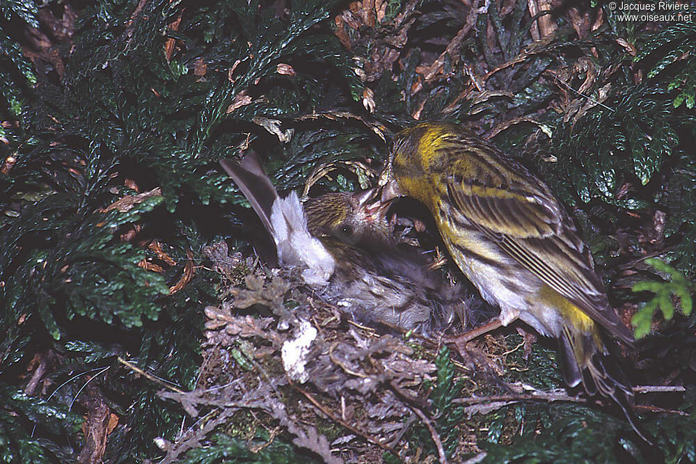 Serin cini adulte nuptial, Nidification