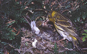 European Serin