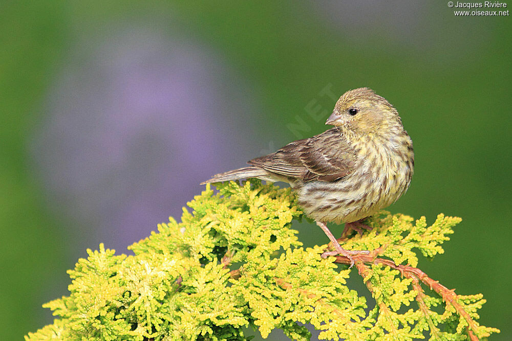 Serin cini femelle adulte nuptial