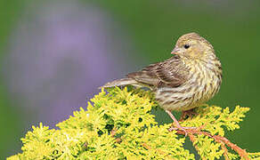 European Serin