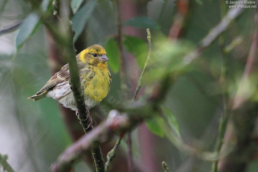 Serin cini mâle adulte nuptial