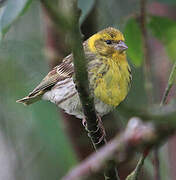 European Serin