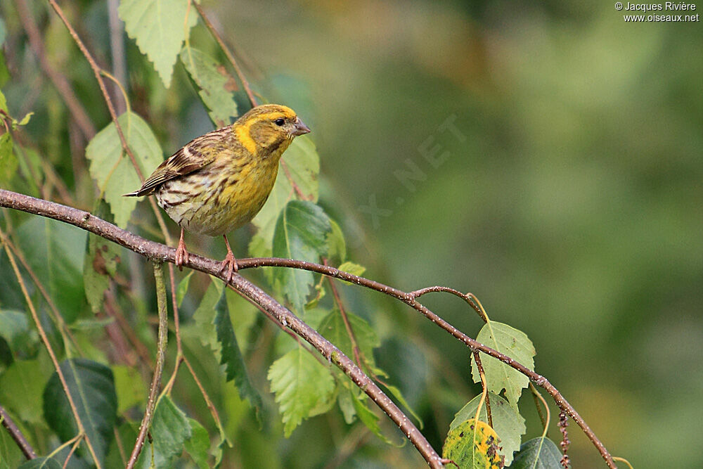 European Serin male adult breeding