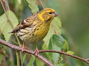 Serin cini