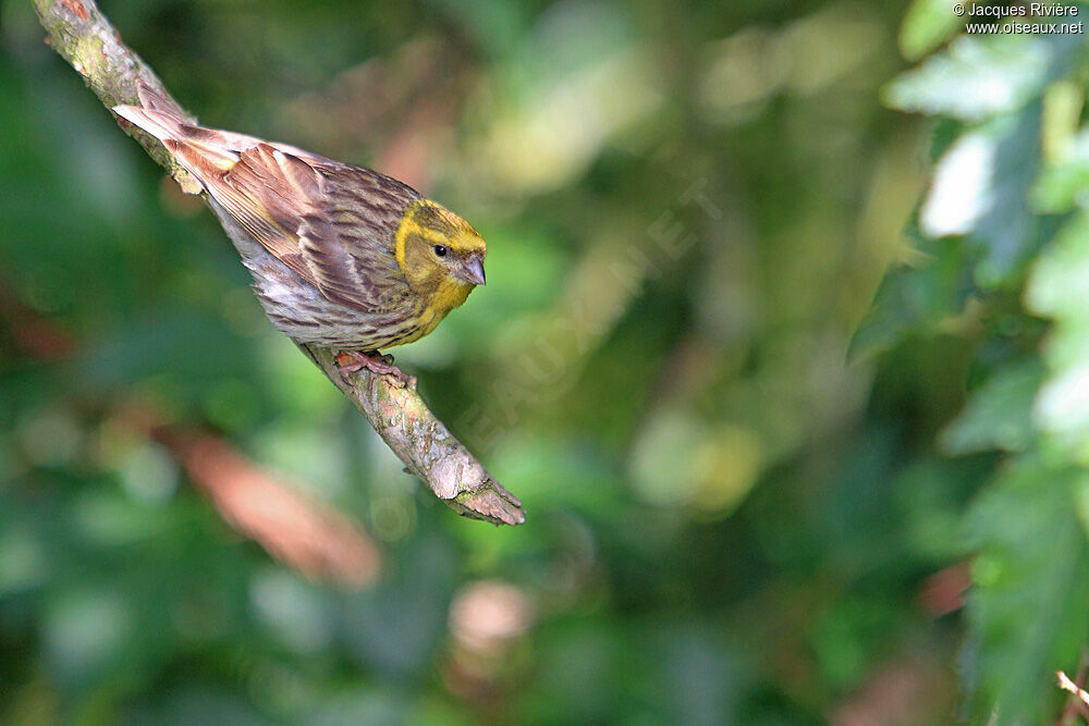 Serin cini mâle adulte nuptial