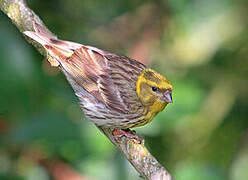 European Serin