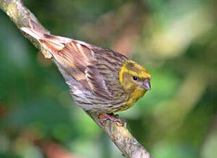 Serin cini