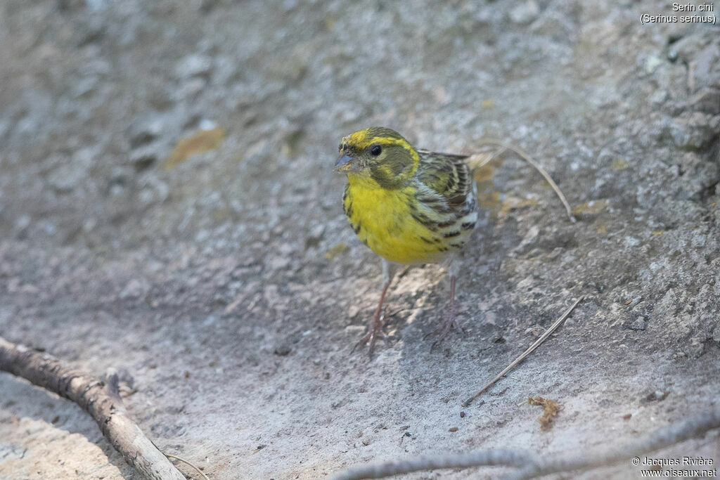 European Serin male adult breeding, identification
