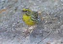 Serin cini